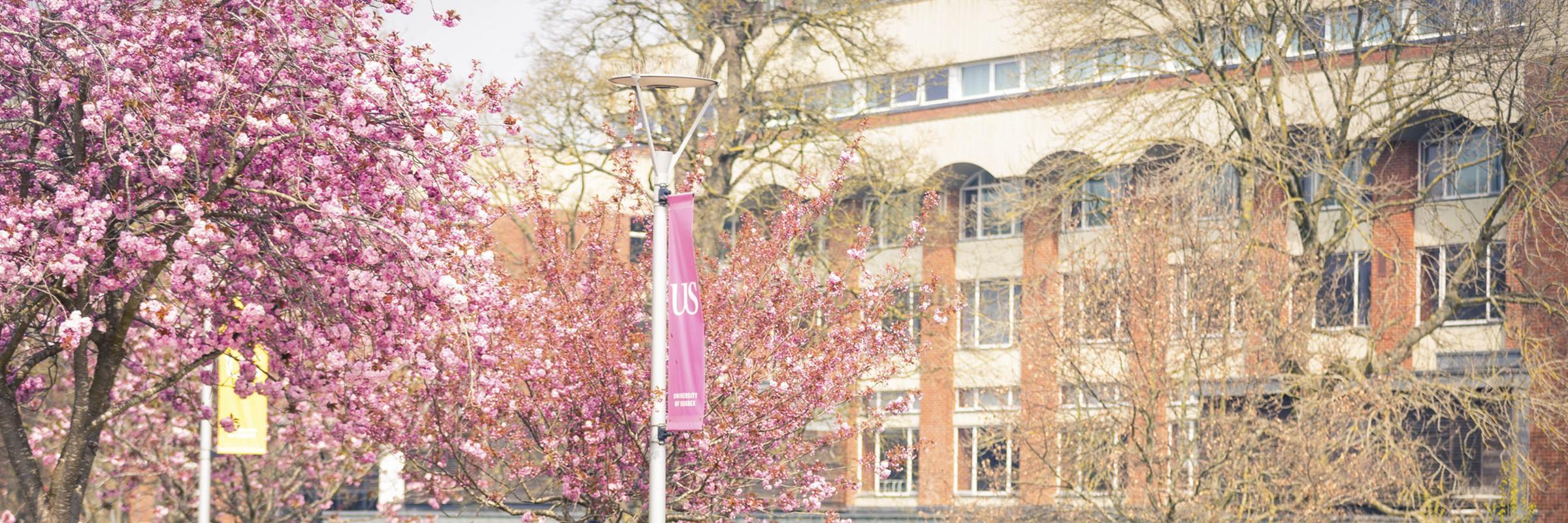 サセックス大学 キャンパス